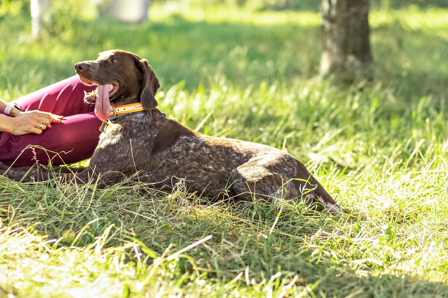 porträt einer jungen blonden frau, die mit einem jagdhund der kurzhaarrasse auf dem gras neben einem baum im park sitzt und sich entspannt. sommerzeit urlaub foto