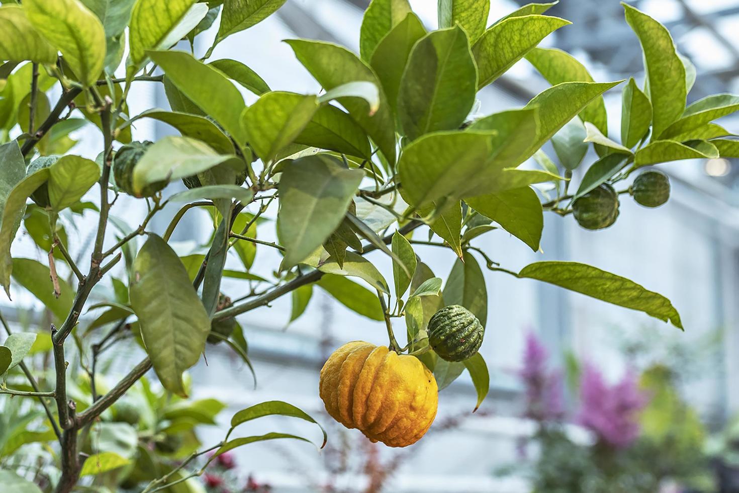 Reife Zitronenfrucht auf einem Ast im Garten. Erntekonzept foto