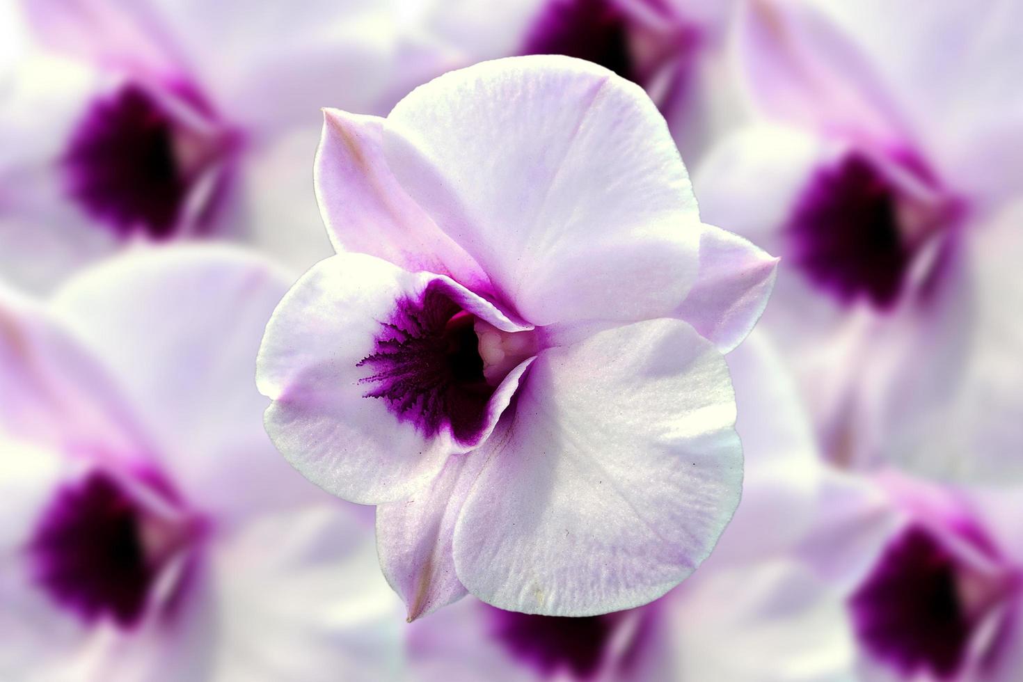 weiße Orchidee auf weißem Hintergrund. foto