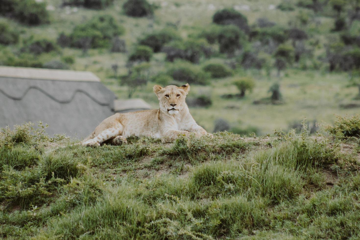 Südafrika, 2020 - Löwin liegt auf grasbewachsenem Hügel foto