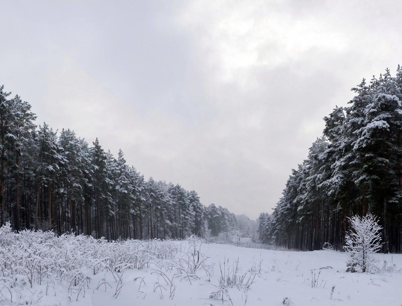 schneebedeckte Bäume und Boden foto