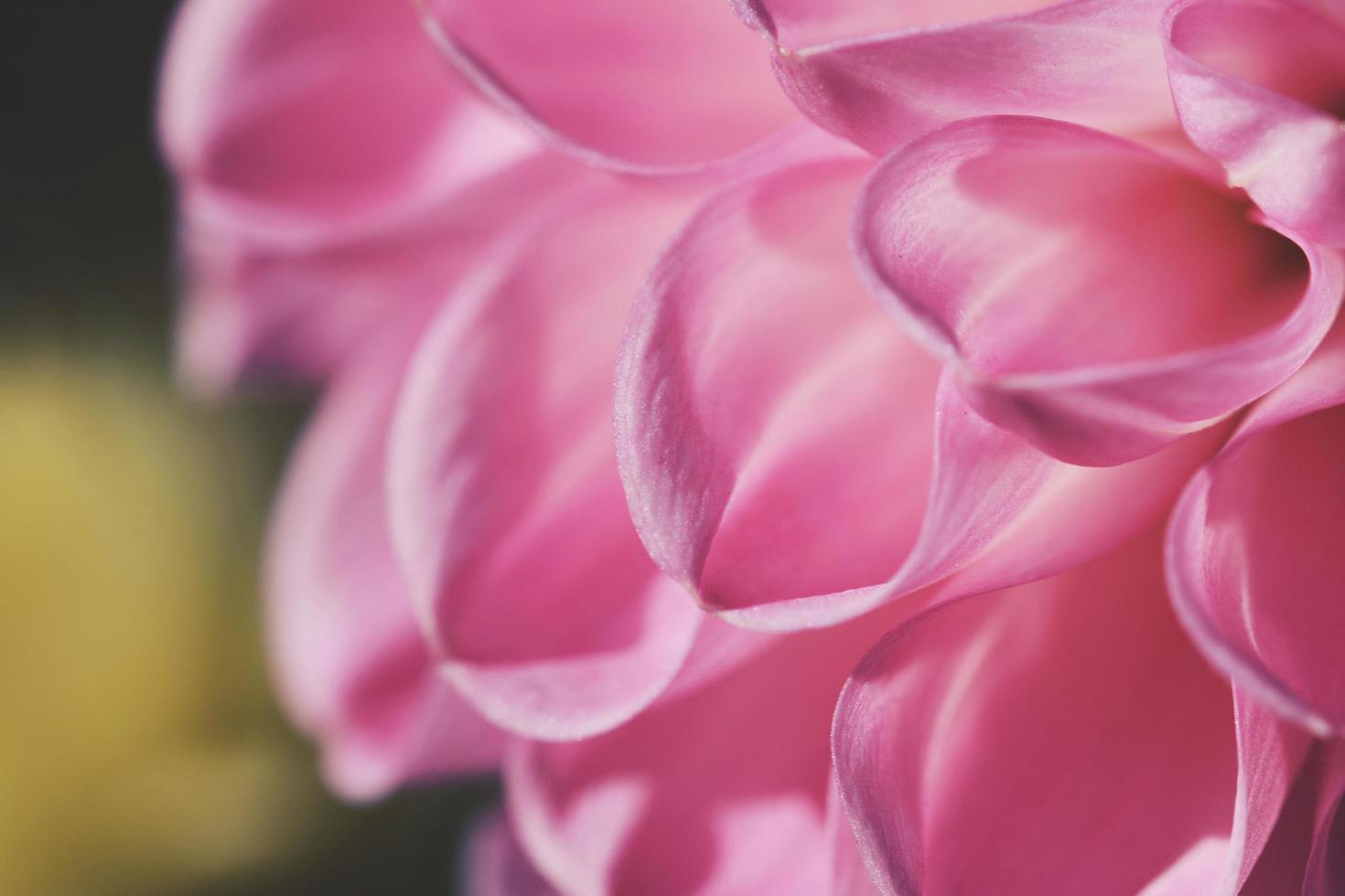 Nahaufnahme von rosa Blütenblättern foto