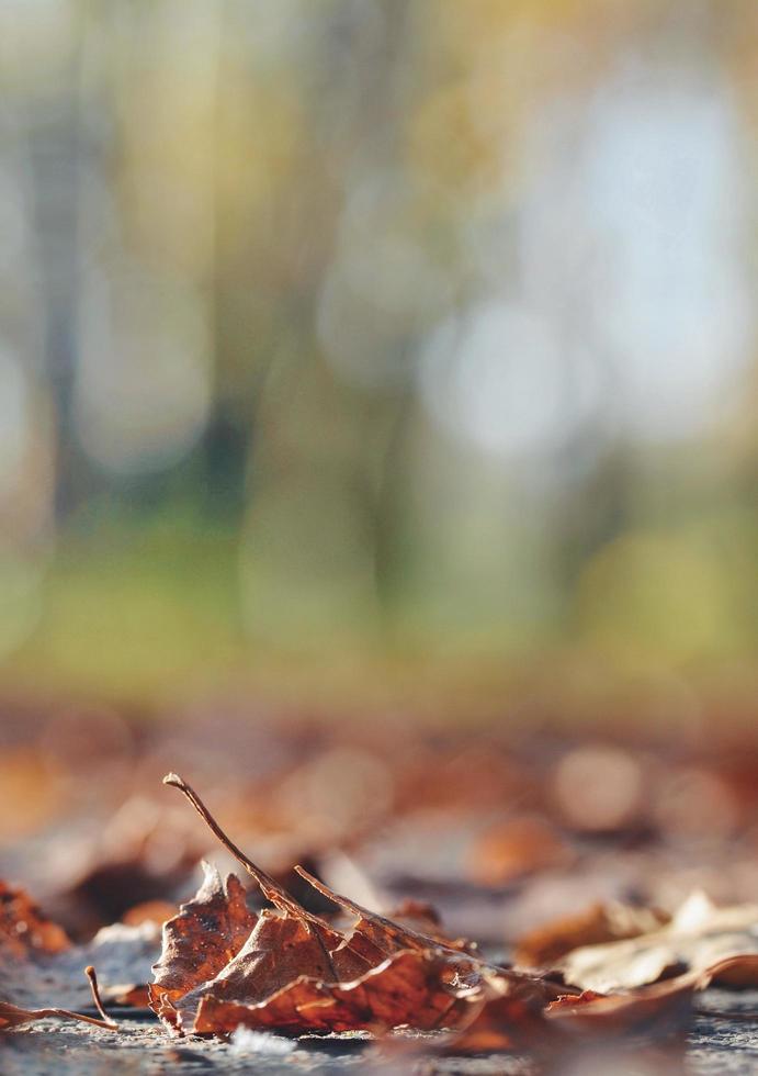 braune Blätter auf dem Boden foto