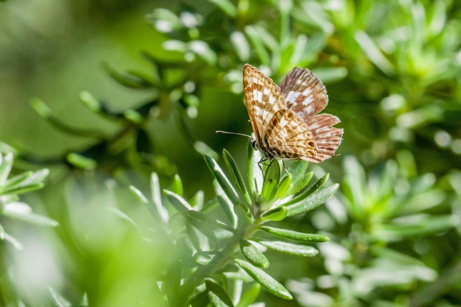 brauner und weißer Schmetterling auf grüner Pflanze foto