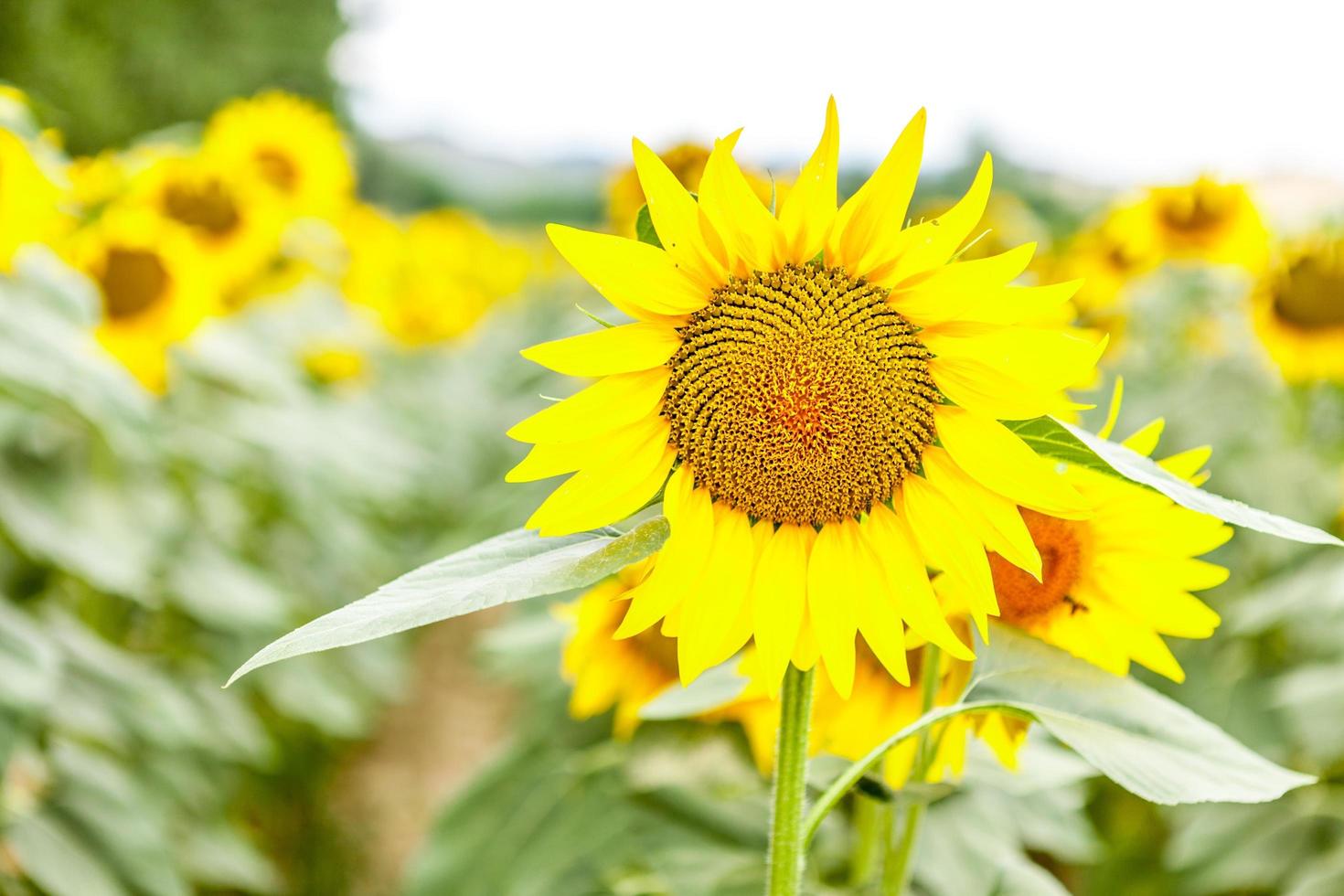 Blick auf ein Sonnenblumenfeld foto