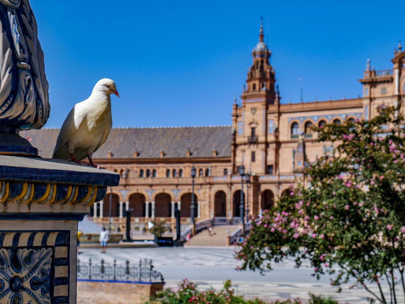 Sevilla, Spanien, 2020 - weiße Taube thront auf Statue auf dem Plaza de Espana foto