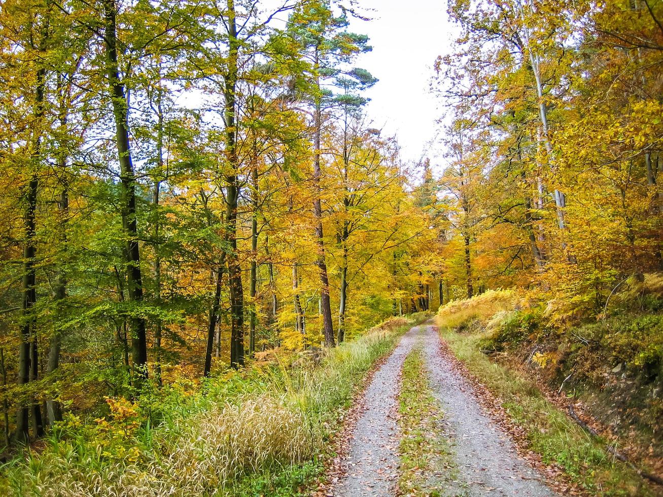 Weg zwischen Herbstwäldern foto
