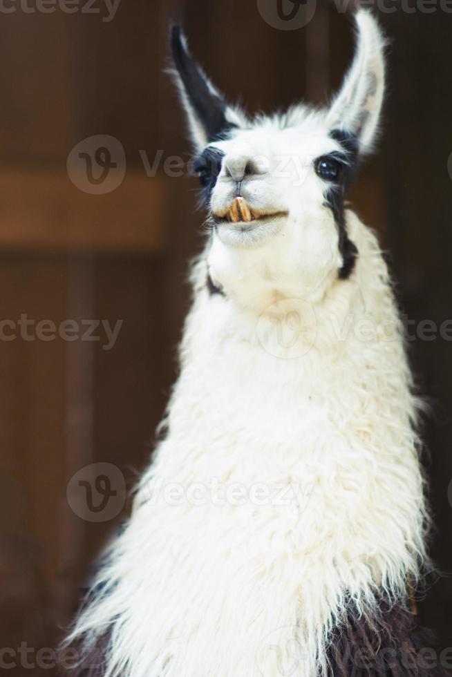 schönes weißes Lama in einem Tierzentrum foto