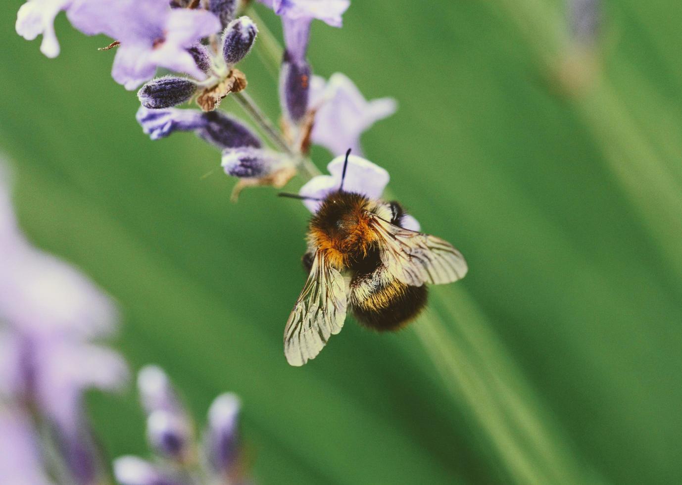 Nahaufnahme der Biene auf einer lila Blume foto