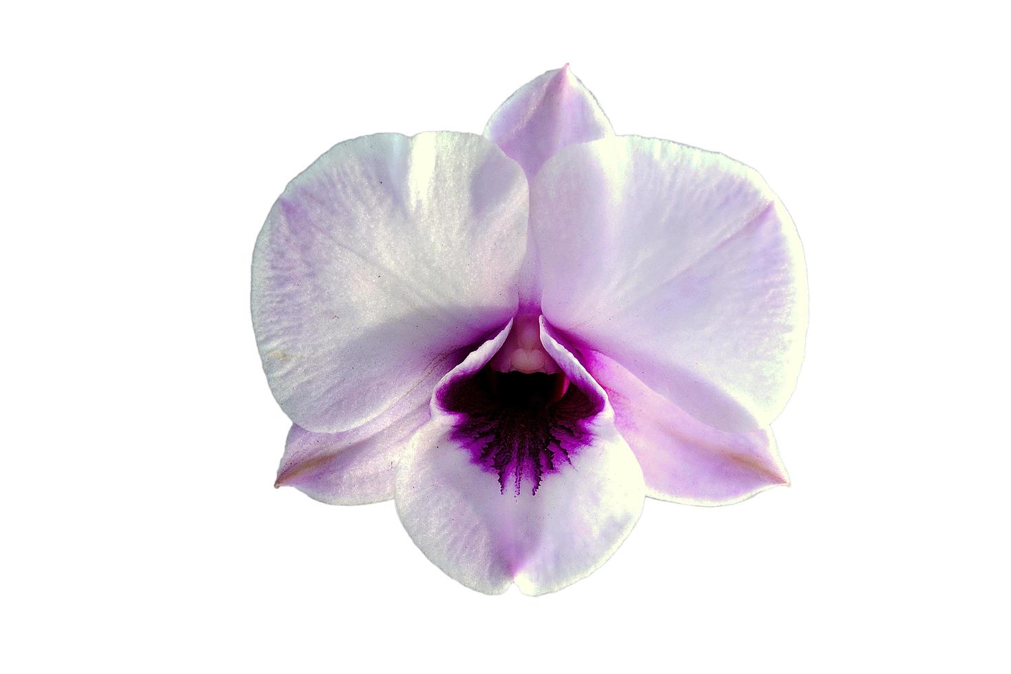 isolierte weiße Orchideenblume foto