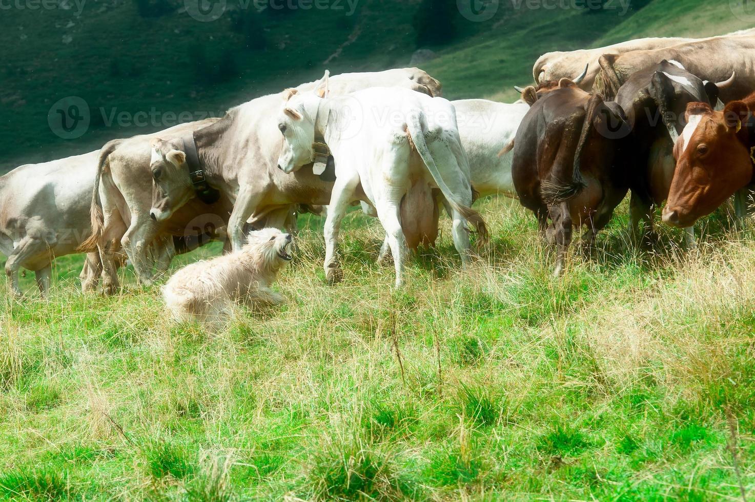 Bergamo-Schäferhund während einer Gruppierung von Kühen foto