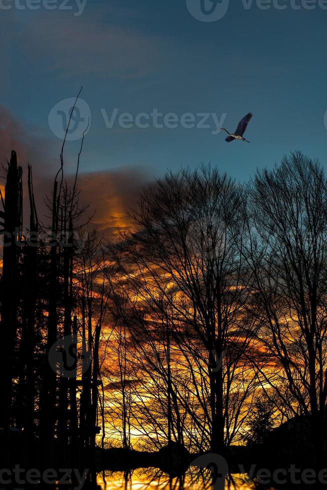 Reiher in der Abenddämmerung aus dem Wald in einem kleinen See foto