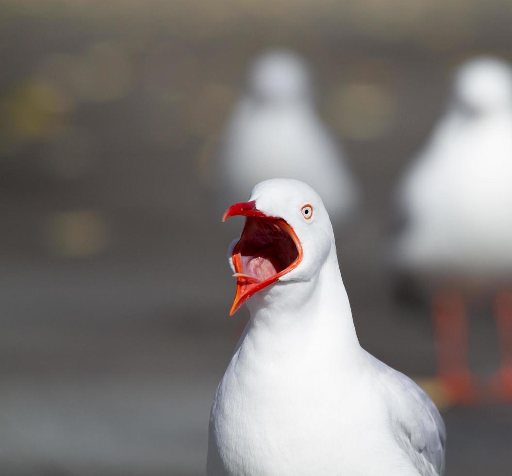 Nahaufnahme einer Möwe foto