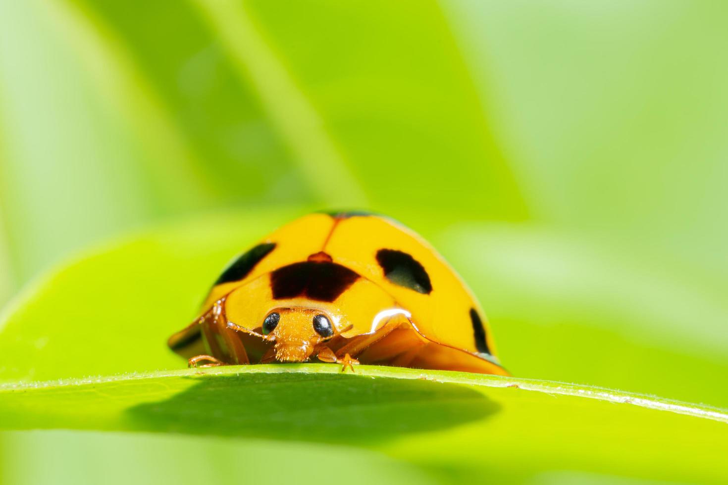 gelber Marienkäfer auf einem Blatt foto