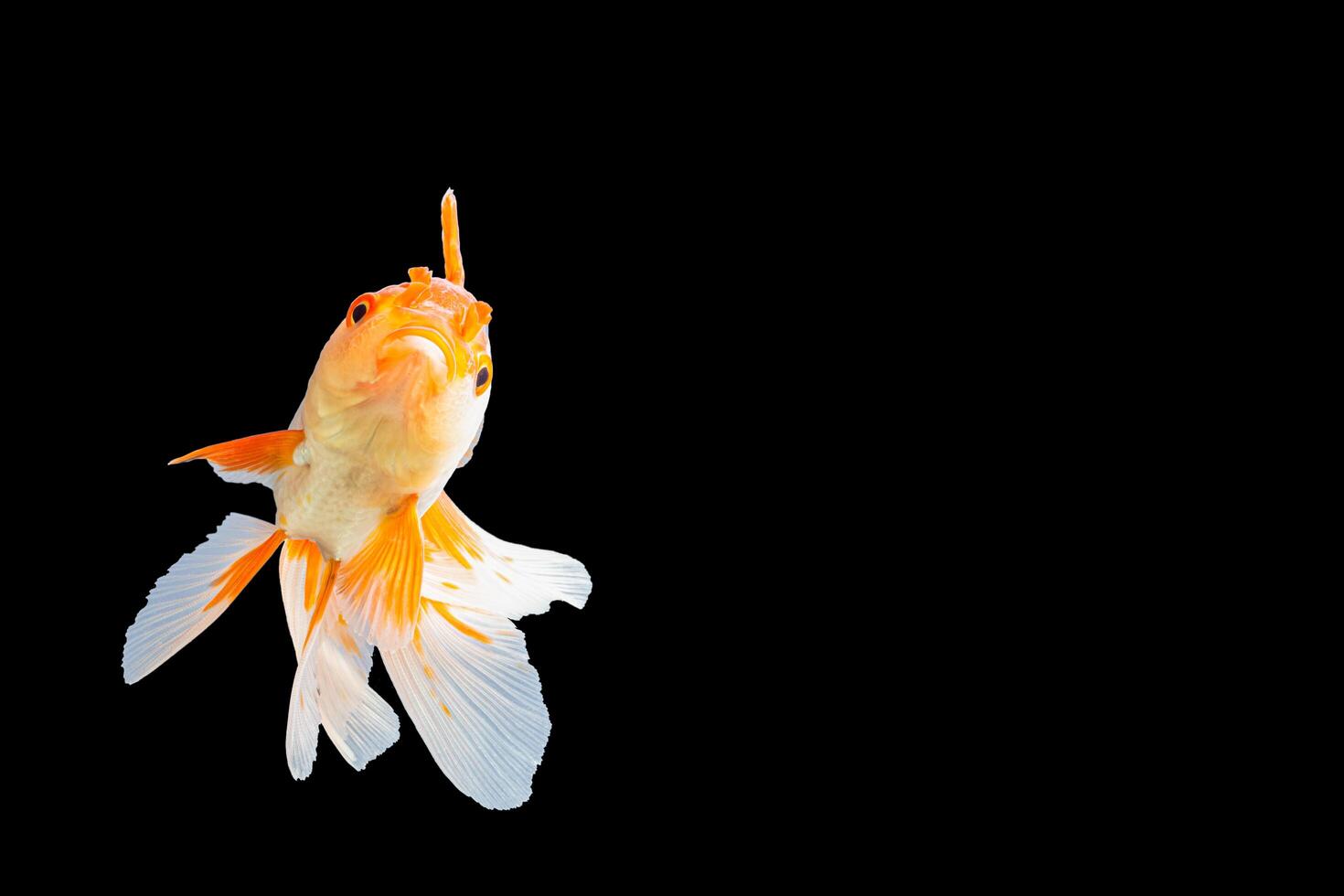 Weiß- und Orangengoldfisch Oranda foto