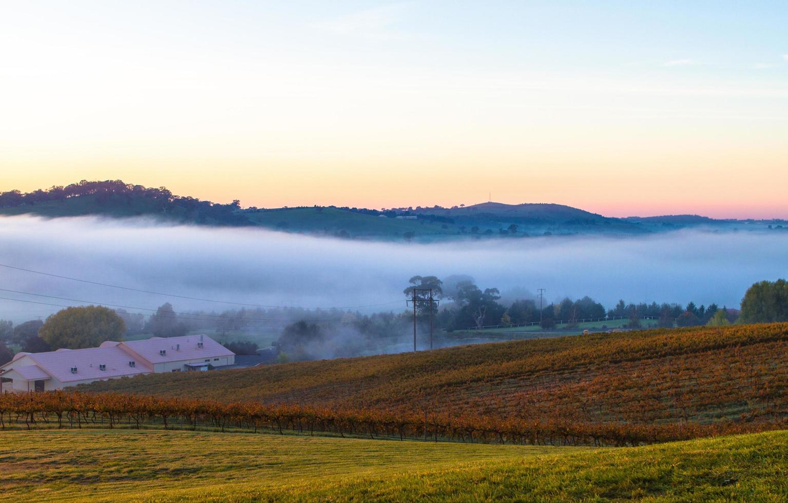 Australien, 2020 - Nebel über einer Wiese foto