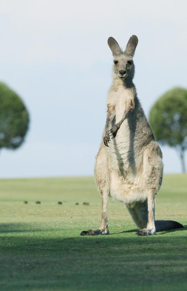 Känguru steht auf grünem Gras foto