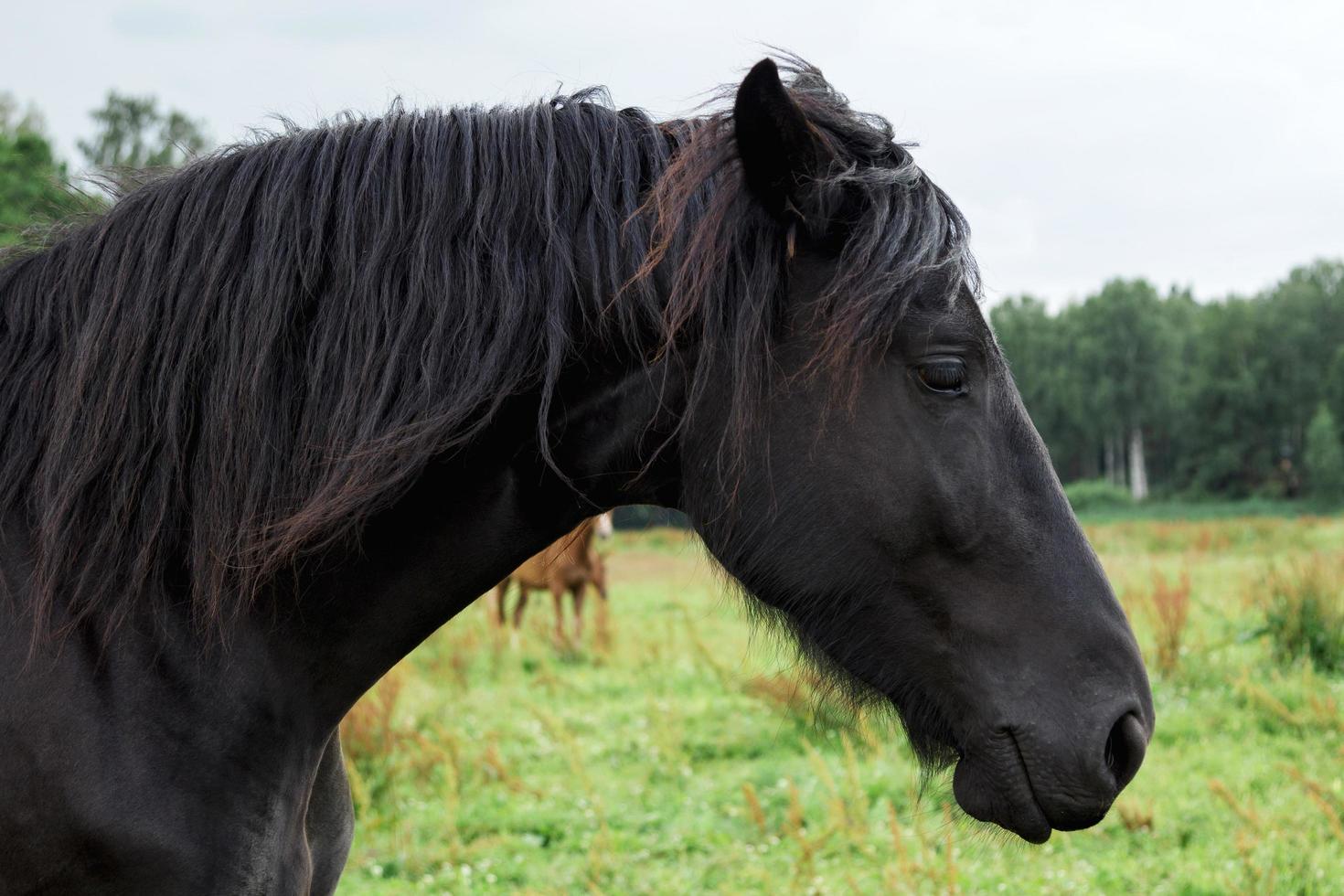 Porträt eines schönen schwarzen Pferdes auf dem Feld foto