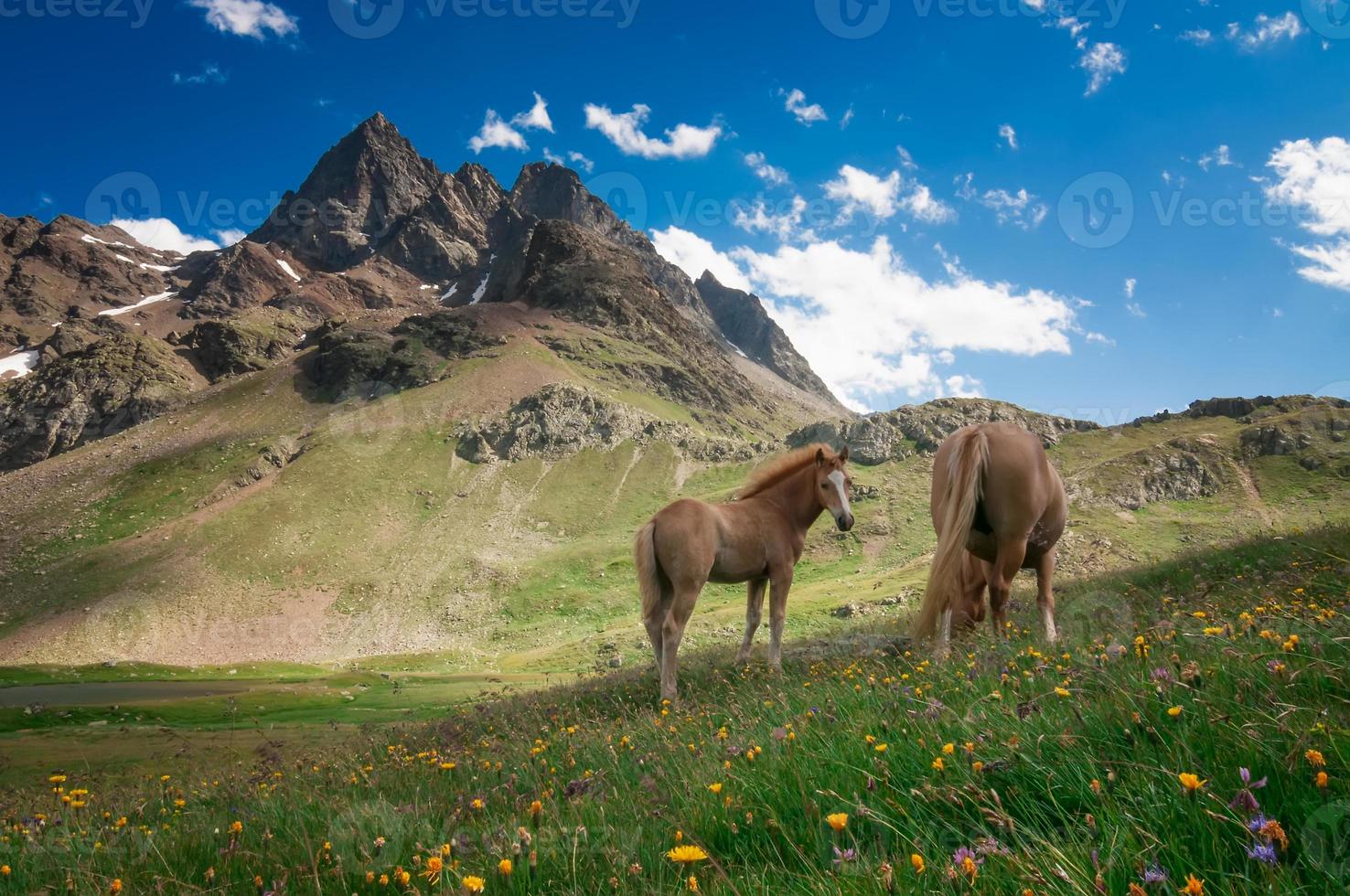 wilde Pferde in den Bergen foto