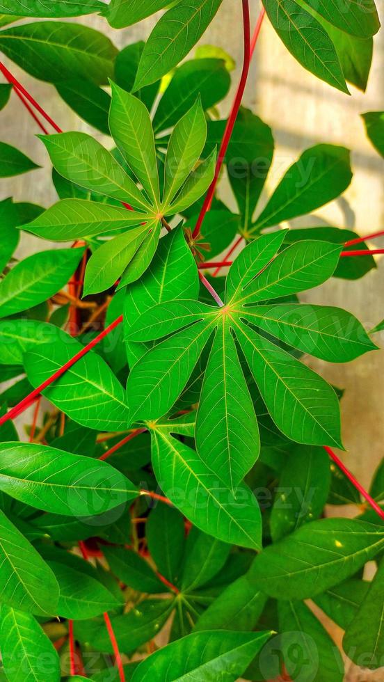 Maniokpflanze nährstoffreiche Pflanze, die Blätter auch als Kochgemüse essbar. foto