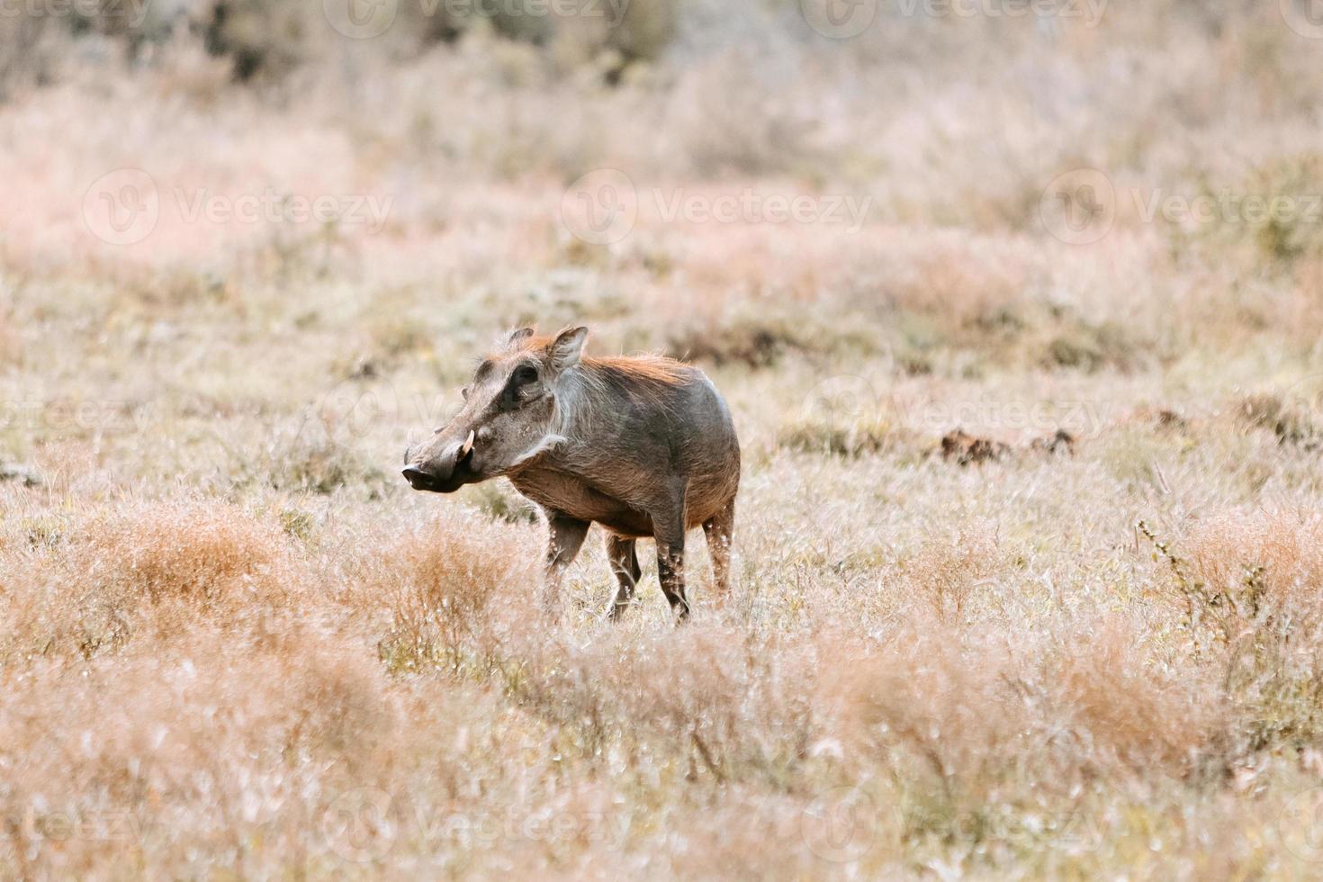 Warzenschwein während des Sonnenuntergangs in Südafrika foto