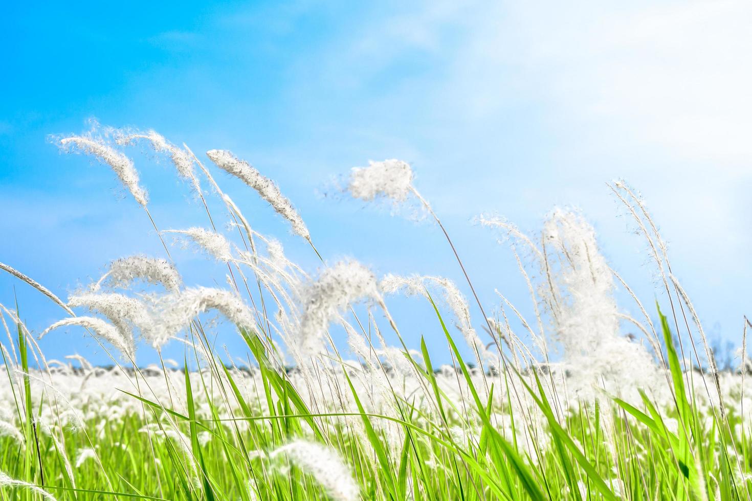 schönes weißes Grasblumenfeld auf Naturhintergrund des blauen Himmels foto