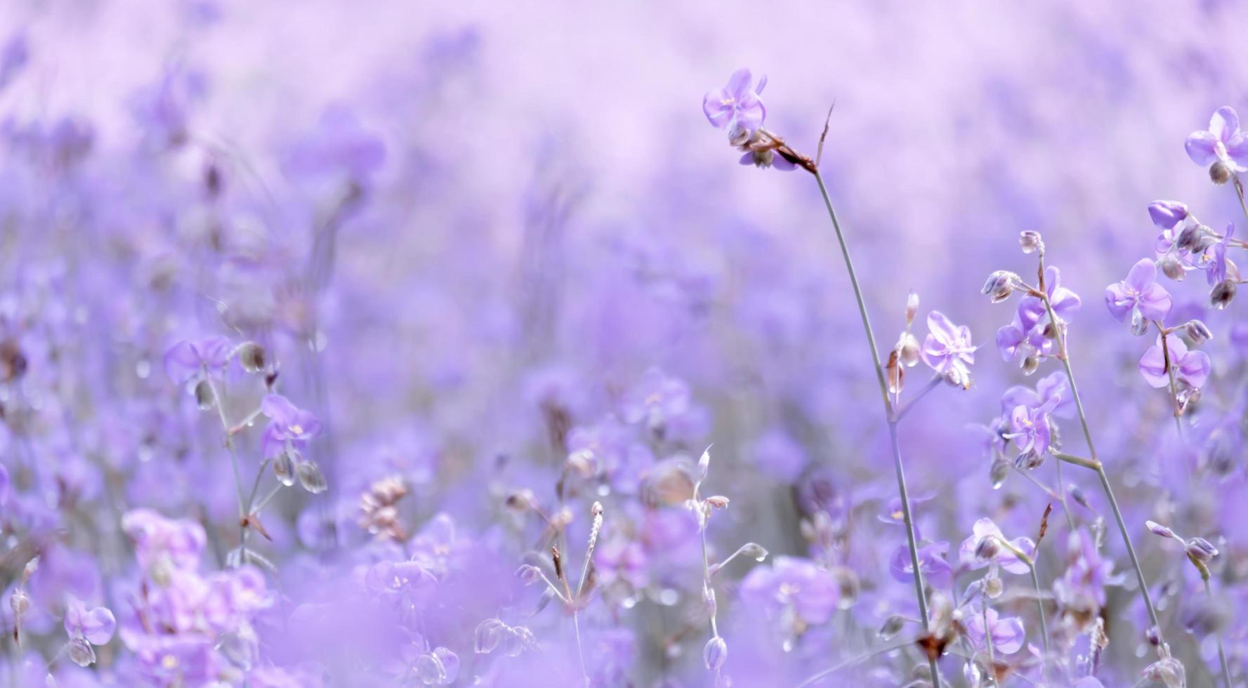 lila blumenblüte auf dem feld, schönes wachsen und blumen auf der wiese, die morgens blühen. weiche pastellfarben auf natur-bokeh-hintergrund, vintage-stil foto