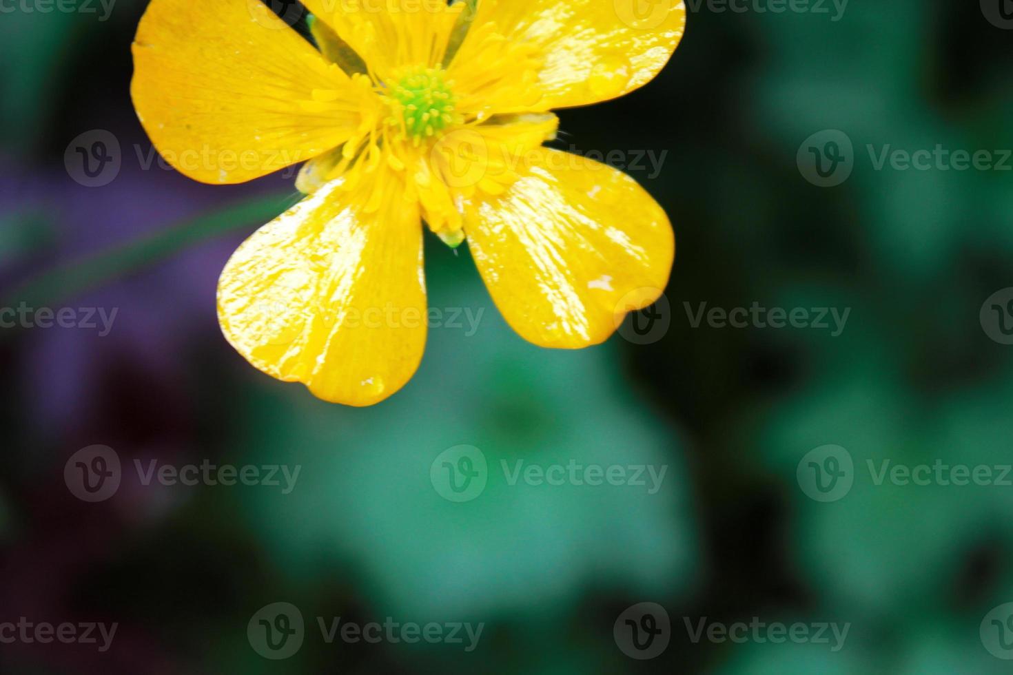 leuchtend gelbe Blüten vor grünem Unschärfehintergrund foto