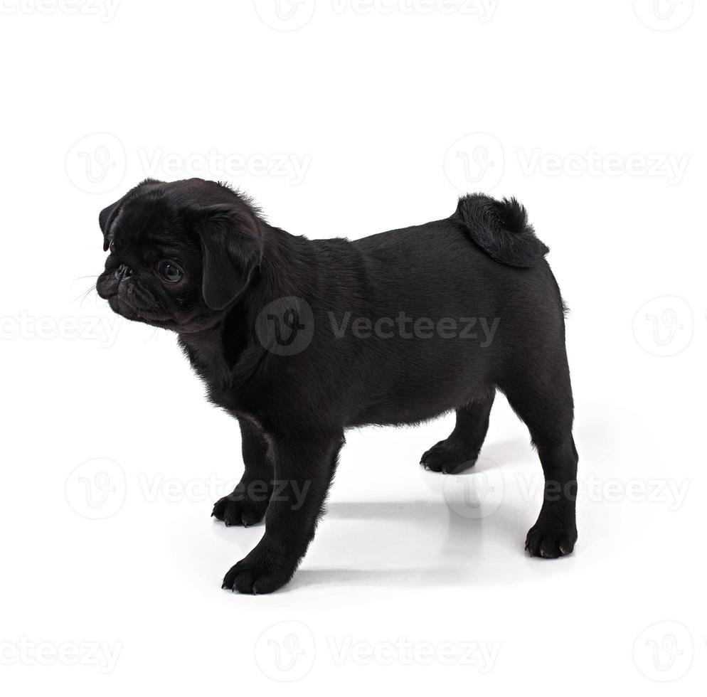 junger schwarzer Hundemops, der auf weißem Hintergrund aufwirft foto