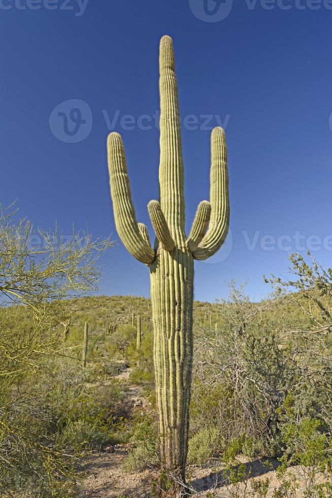 klassischer Saguaro-Kaktus in der Wüste foto