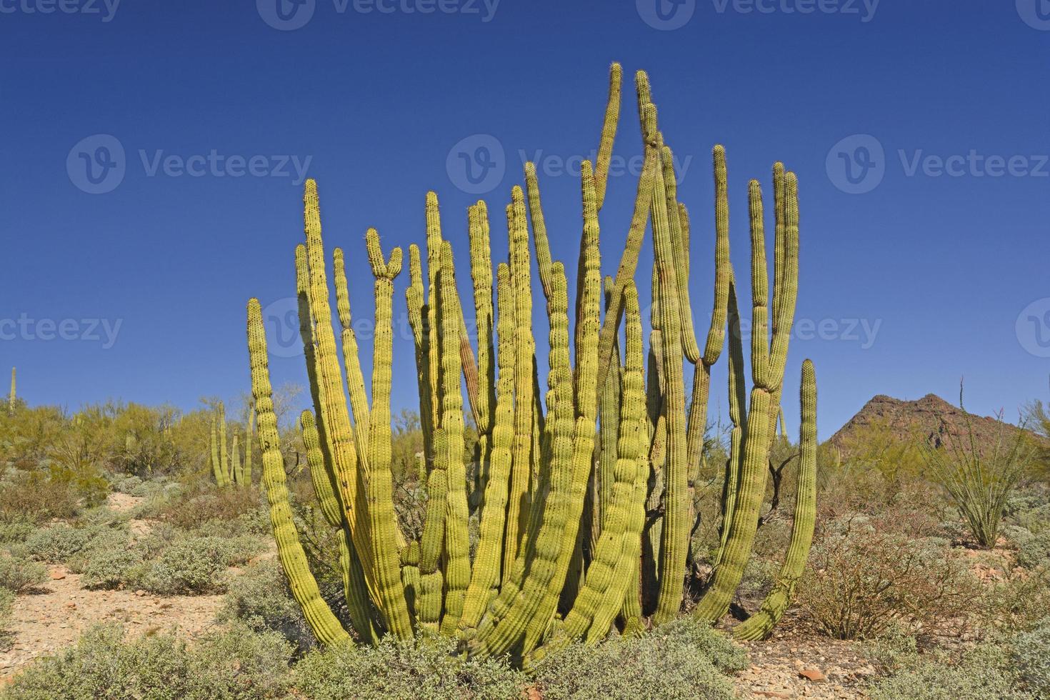 Orgelpfeifenkaktus in der Wüste foto
