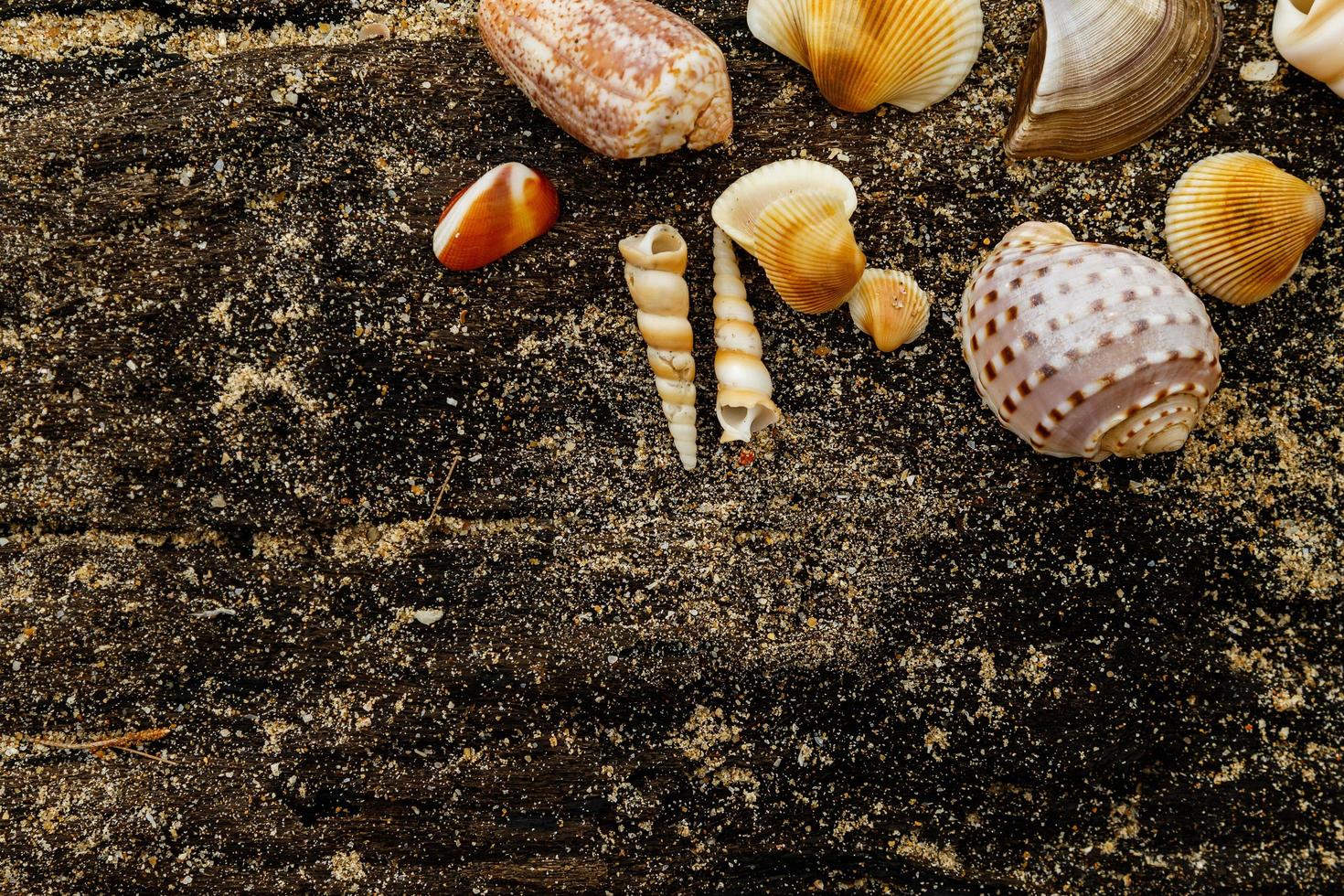 verschiedene Muscheln und Sand foto