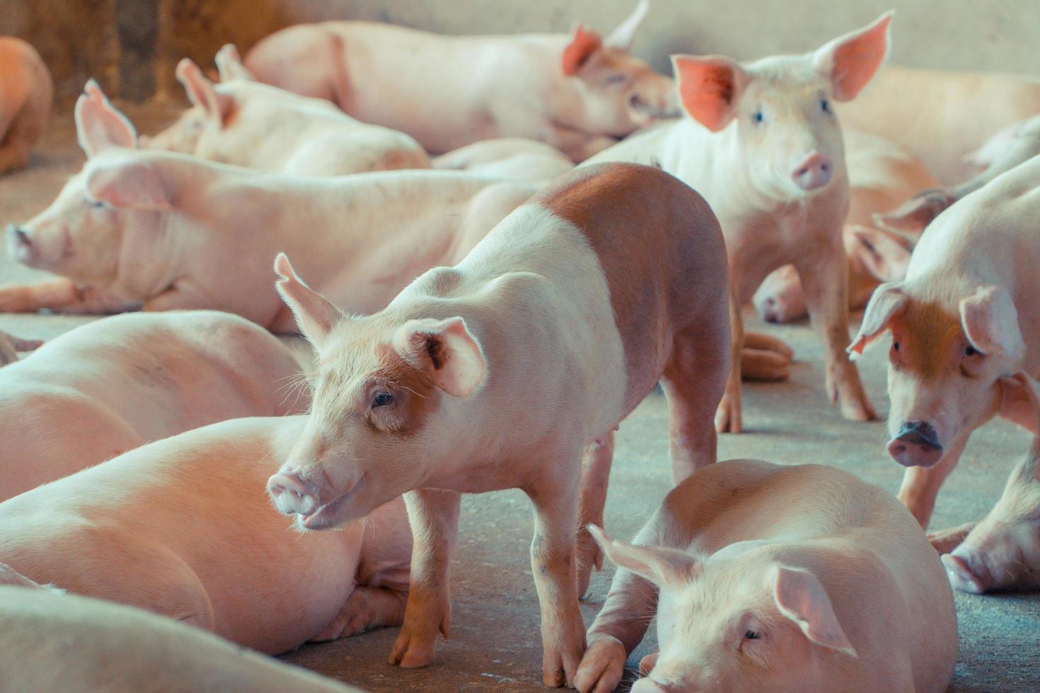 gruppe von schweinen, die in der lokalen asean-schweinefarm bei vieh gesund aussehen. das Konzept einer standardisierten und sauberen Haltung ohne lokale Krankheiten oder Bedingungen, die das Wachstum oder die Fruchtbarkeit der Schweine beeinträchtigen foto