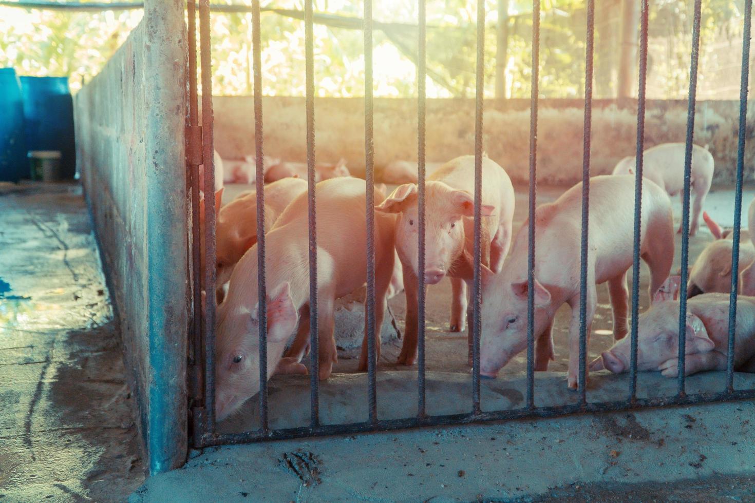 gruppe von schweinen, die in der örtlichen asean-schweinefarm bei der viehhaltung gesund aussehen. das Konzept einer standardisierten und sauberen Haltung ohne lokale Krankheiten oder Bedingungen, die das Wachstum oder die Fruchtbarkeit der Ferkel beeinträchtigen foto