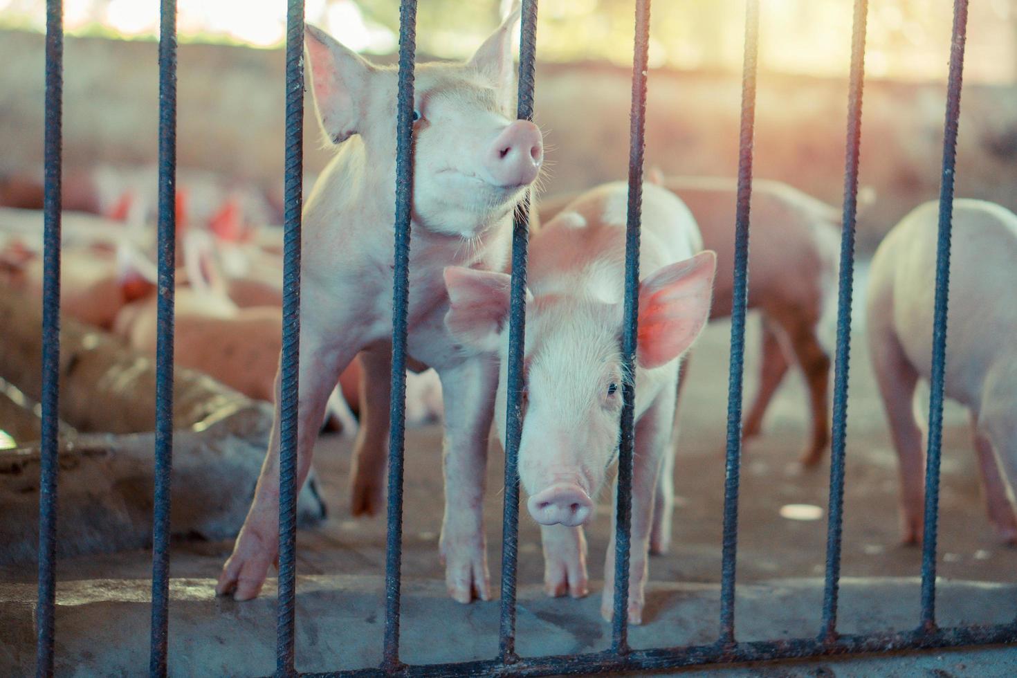 gruppe von schweinen, die in der örtlichen asean-schweinefarm bei der viehhaltung gesund aussehen. das Konzept einer standardisierten und sauberen Haltung ohne lokale Krankheiten oder Bedingungen, die das Wachstum oder die Fruchtbarkeit der Ferkel beeinträchtigen foto