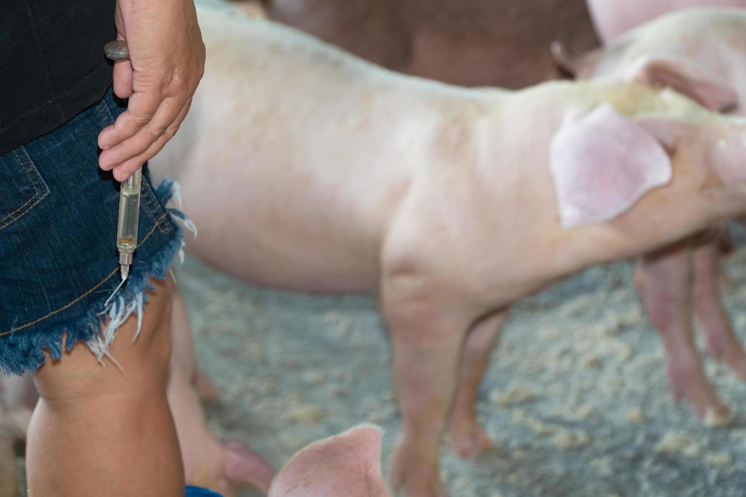 der schweinefarmbesitzer hält eine spritze zur behandlung von durchfall beim schwein. um die ansteckende Krankheit bei Tieren zu verhindern und zu reduzieren foto