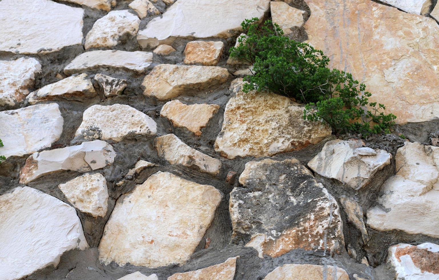 grüne Pflanzen und Blumen wachsen auf Felsen und Bergklippen. foto