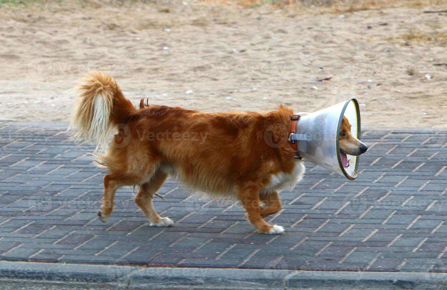 Hund auf einem Spaziergang im Stadtpark. foto