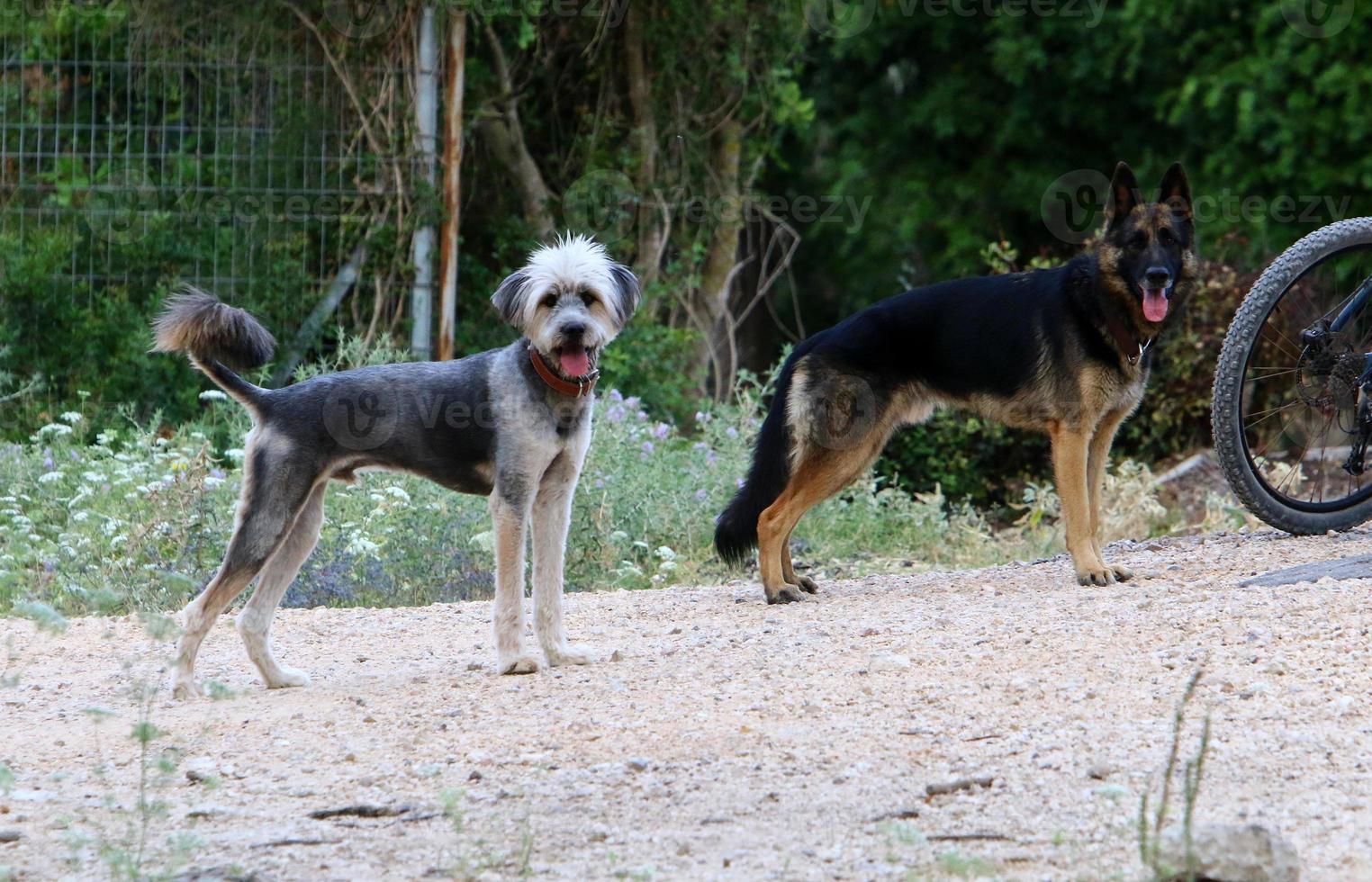 Hund auf einem Spaziergang im Stadtpark. foto