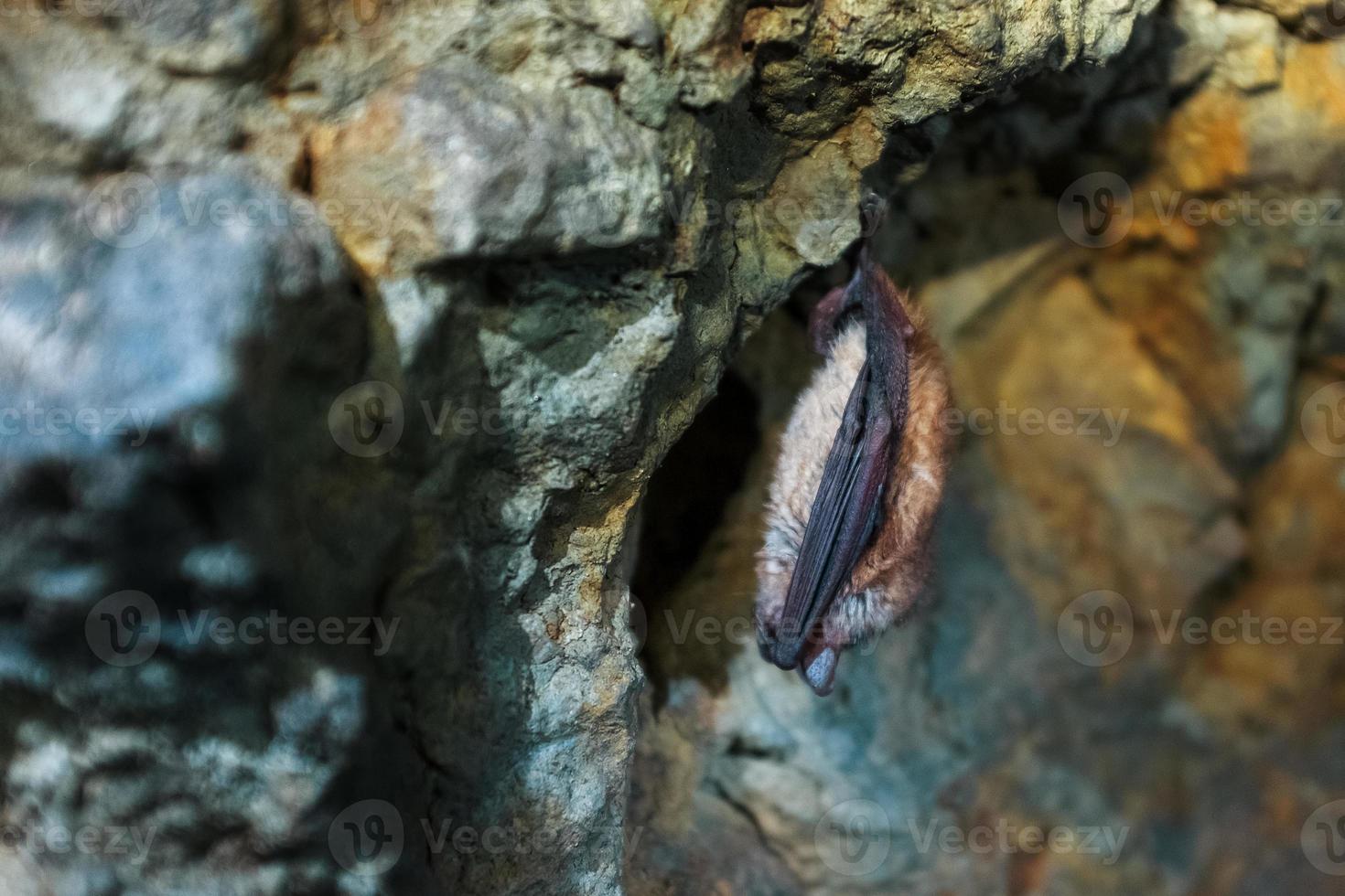 Eine braune Fledermaus hängt kopfüber in einer Höhle. Nachträuber in freier Wildbahn foto