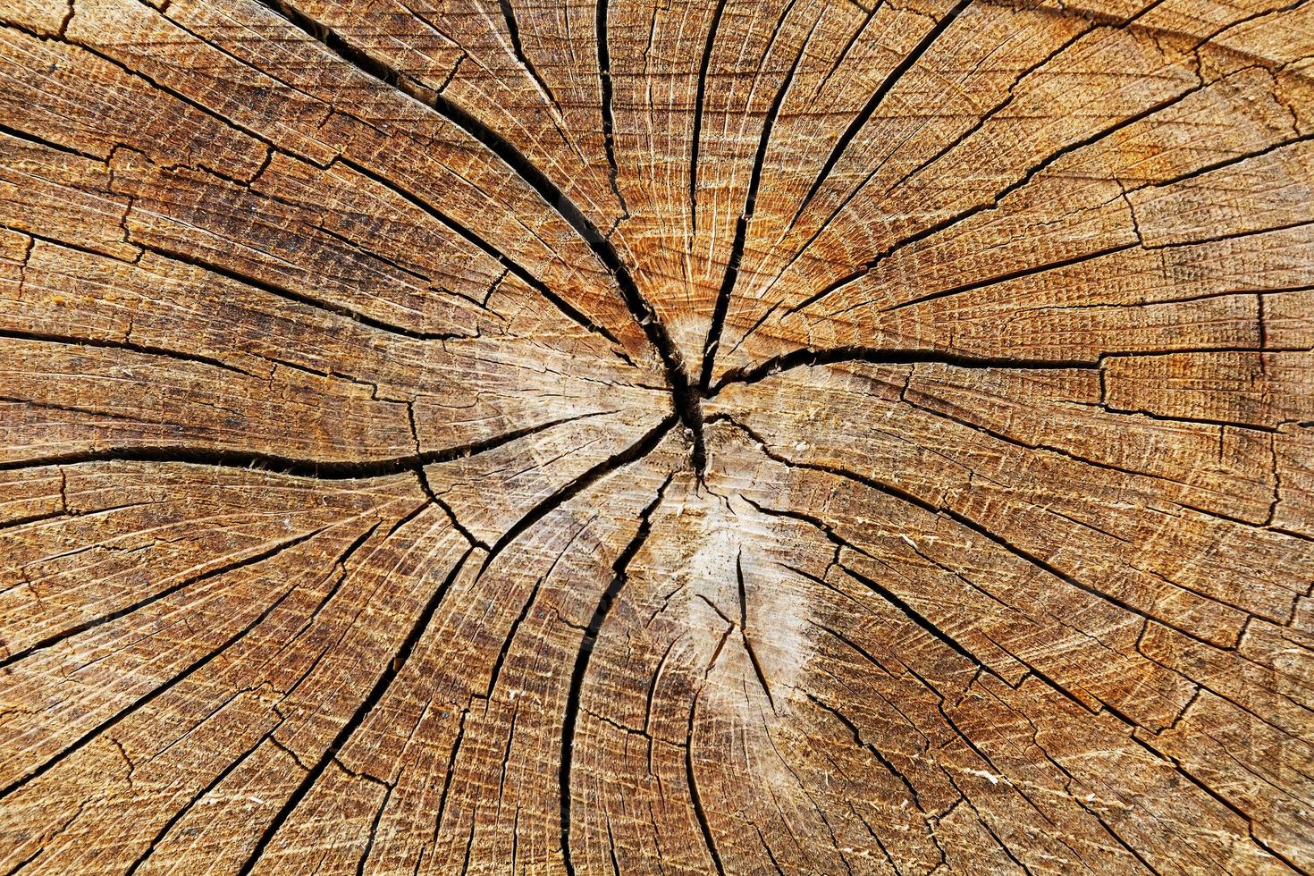 der Stumpf eines gefällten Baumes, ein Schnitt des Stammes mit Jahresringen und Rissen, die Textur des gesägten Stumpfes foto