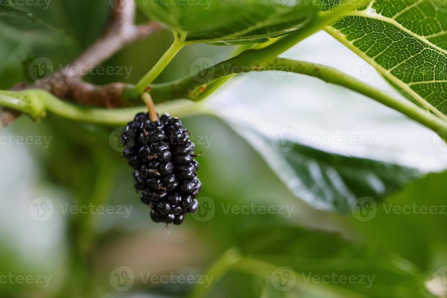 Reife und frische Früchte der schwarzen Maulbeere, die auf einem Ast gereift sind. Gesundes Essen aus saftigen Maulbeerfrüchten foto