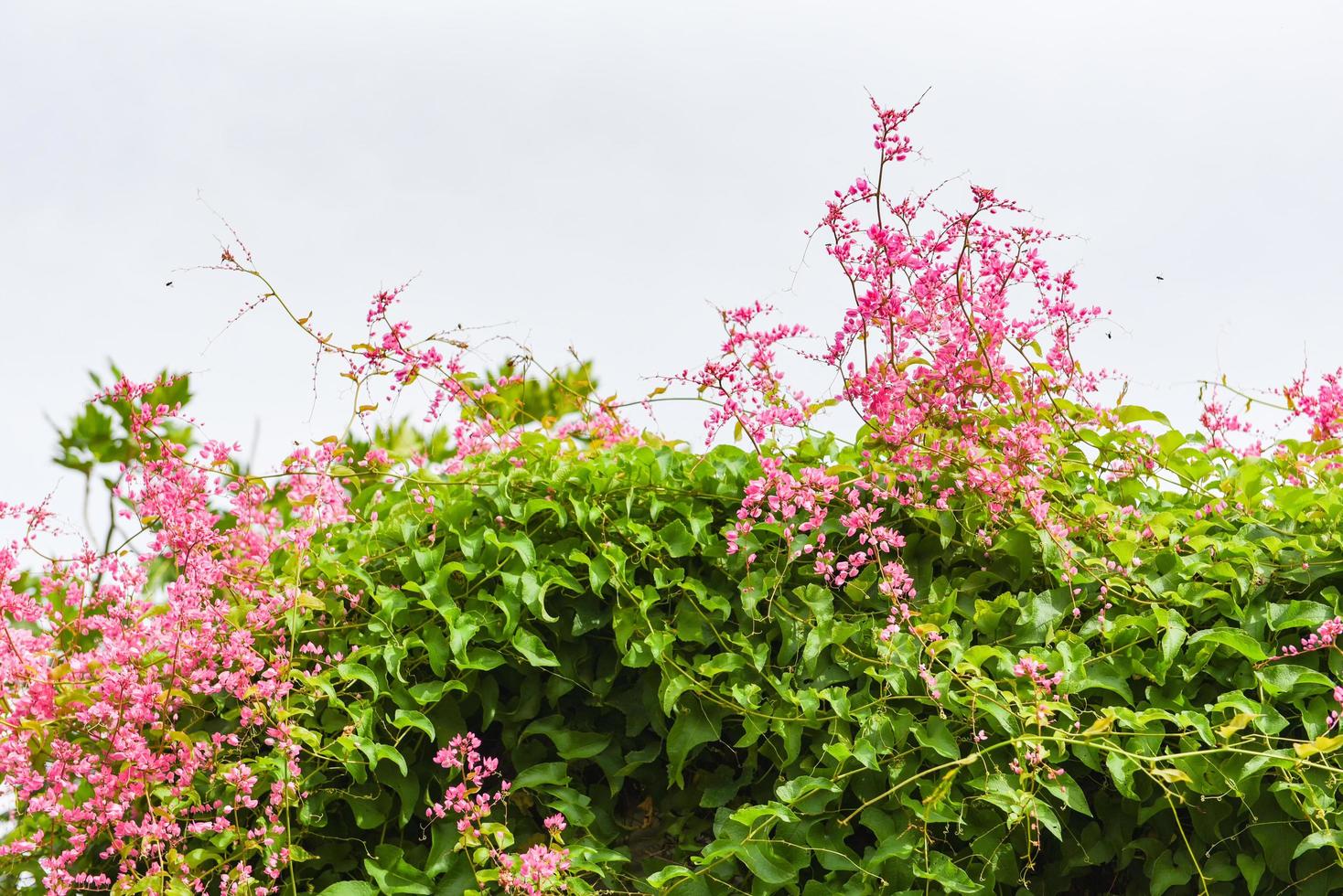 Grüne Rebe mit rosafarbener Blume auf weißem Hintergrund - lässt Reben-Efeu-Pflanze wachsen auf dem Dach foto