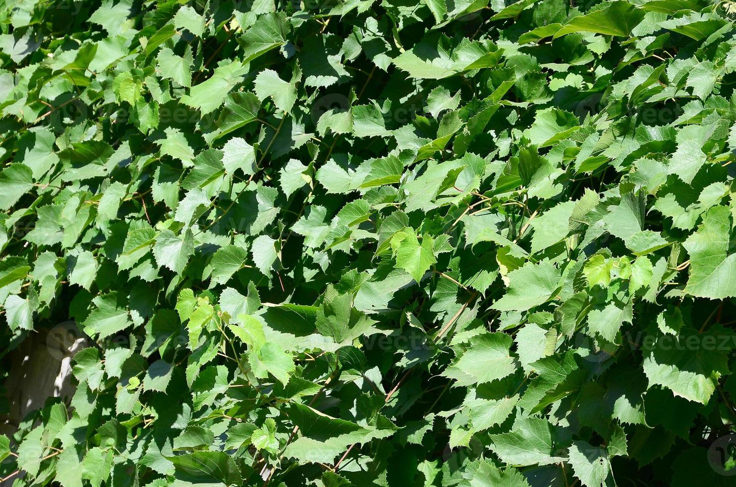 Textur einer Wand, die mit Efeu aus grünen Blättern in einem Weinberg bewachsen ist foto
