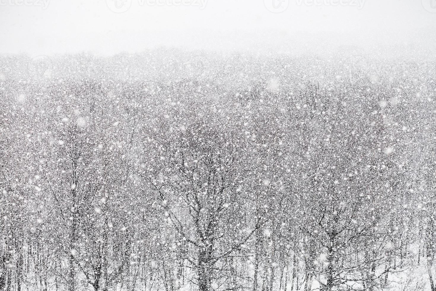 Schneefall über Wald im Wintertag foto