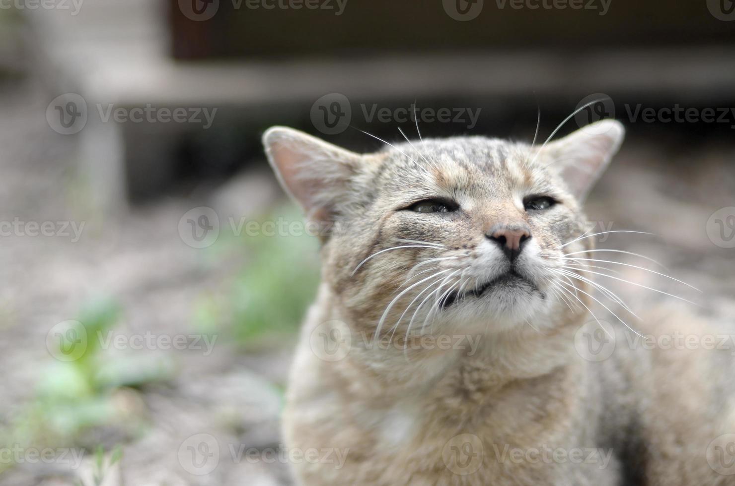 Trauriges Schnauzenporträt einer grau gestreiften Tabby-Katze mit grünen Augen, selektiver Fokus foto