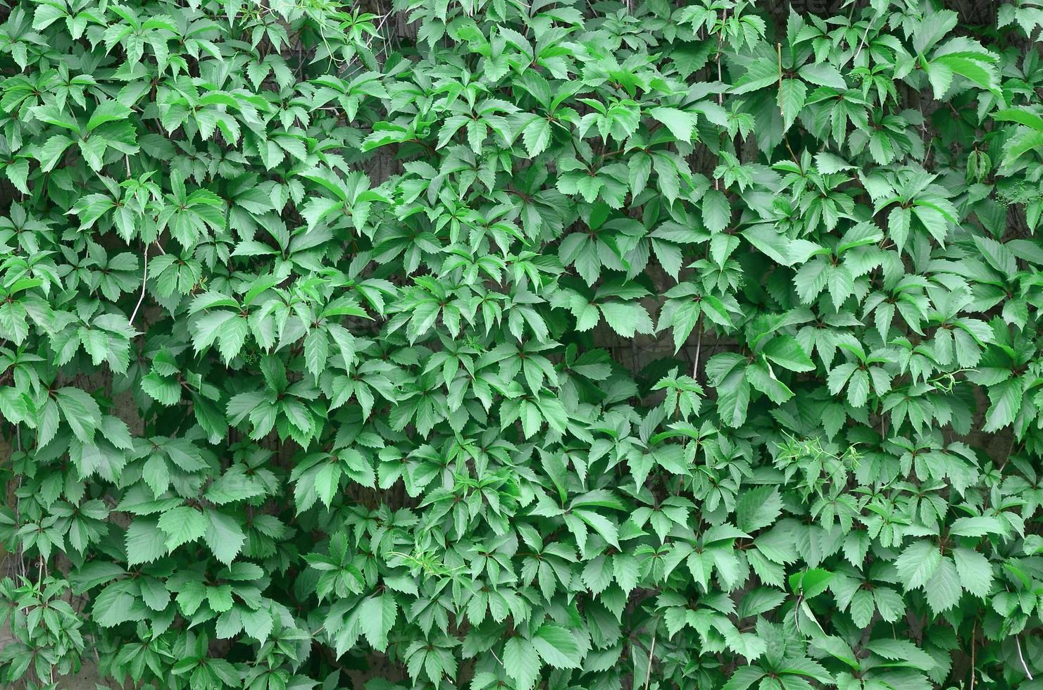 Grüner Efeu wächst entlang der beigen Wand aus bemalten Fliesen. Textur von dichtem Dickicht aus wildem Efeu foto