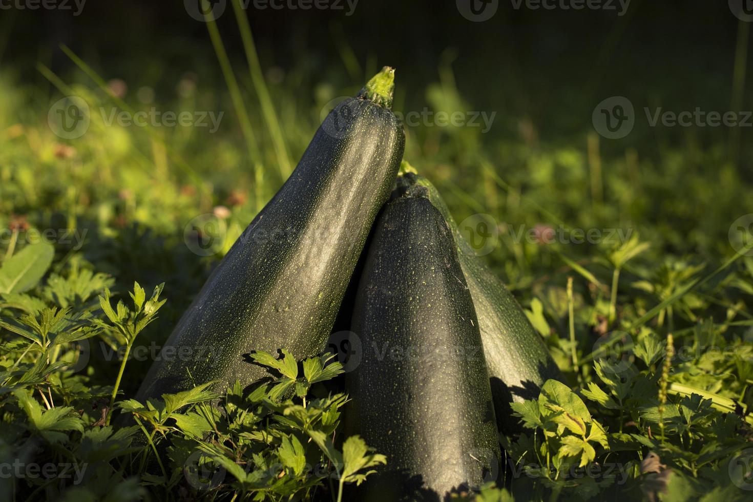 zucchini grün. Ernte im Garten. Zucchini reif. natürliches Essen. foto