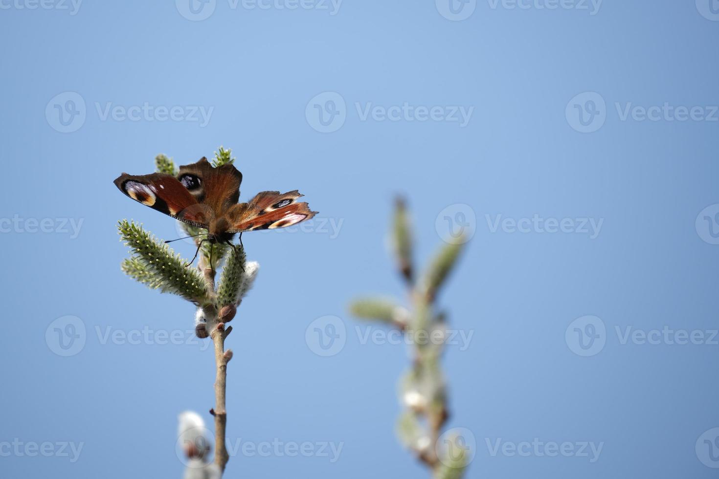 Tagpfauenauge auf einem Kätzchen, bunter Schmetterling auf einer blühenden Weide foto
