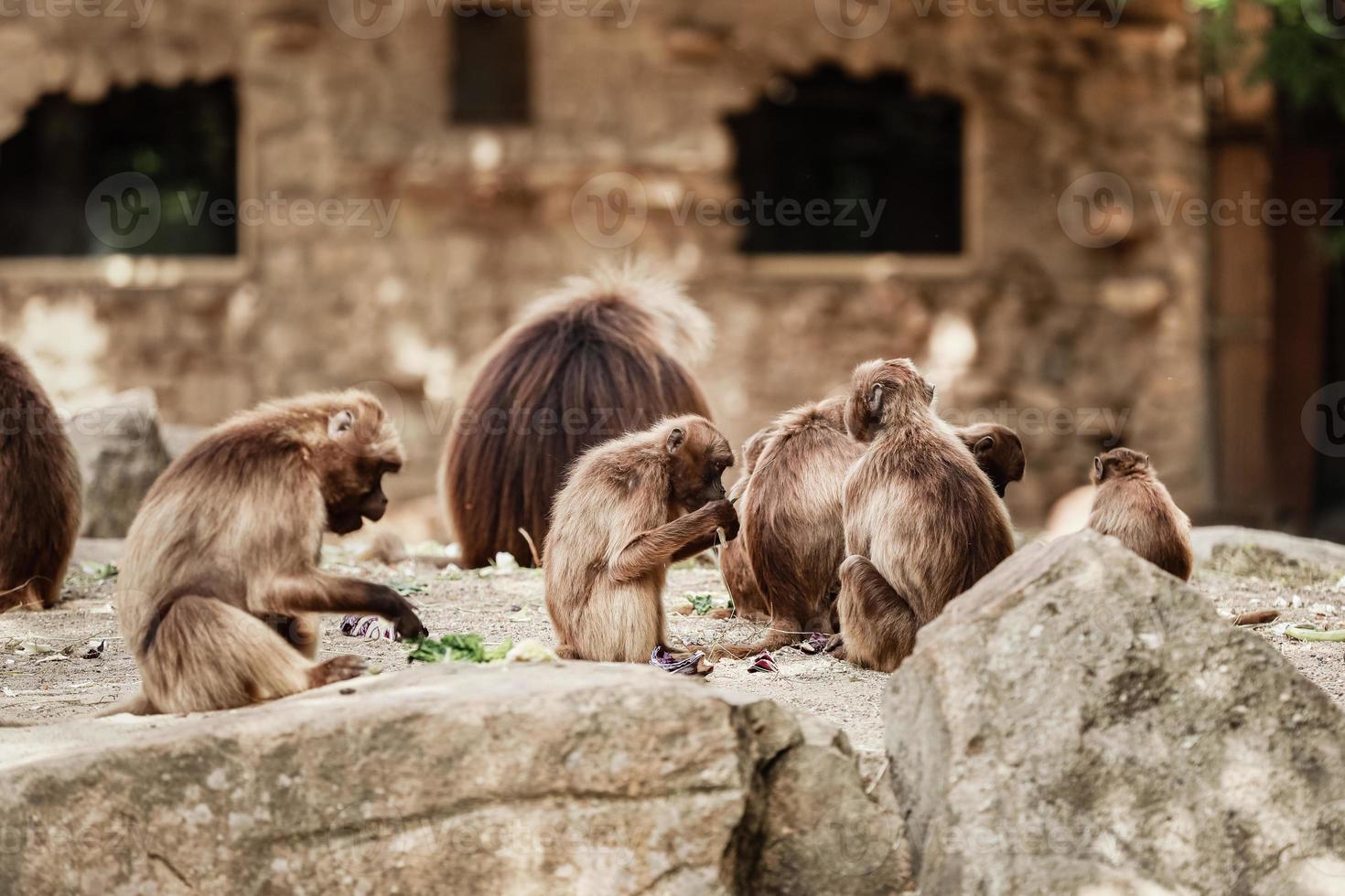 Eine Gruppe von Affen sitzt auf einem Felsen und isst Gemüse in ihrem natürlichen Lebensraum. tierische Tierwelt foto